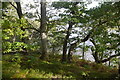 NN6058 : Oakwoods beside Loch Rannoch by Richard Webb