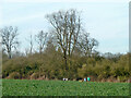 Small wood along stream, Boreham