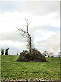S6648 : Bare Tree by kevin higgins