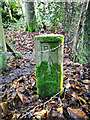Old Boundary Marker in Hockley Woods