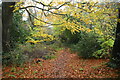 Woodland footpath