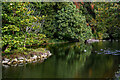 Bonchurch : Bonchurch Pond