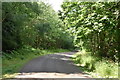 Track in Bedgebury Forest