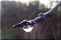 NJ3462 : Frozen Droplet by Anne Burgess