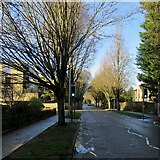 TL4556 : Brooklands Avenue: winter sunlight by John Sutton