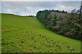 Ilfracombe : Grassy Field