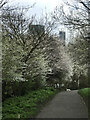 Spring blooms at Mudchute Farm