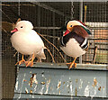 Ducks at Mudchute City Farm