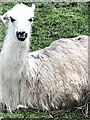 Llama at Mudchute City Farm