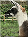 Llama at Mudchute City Farm