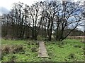 Boardwalk on east edge of Wybunbury Moss