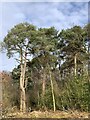 SJ6950 : Scots Pines on Wybunbury Moss by Jonathan Hutchins