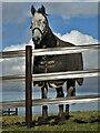 Inquisitive horse at Gate Foot