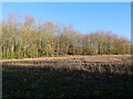 TG3129 : Scrub Woodland at edge of field by David Pashley