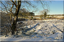 H5274 : Snow, Killycurragh by Kenneth  Allen