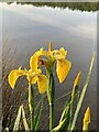 Yellow Iris by Bateswood lake