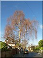 Birch tree in winter sunshine in Matford Avenue, Exeter