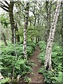 Public footpath through Rudheath Woods