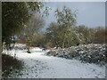 Illsyngrove in snow