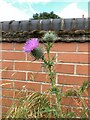 SJ8048 : Spear Thistle on Podmore Lane by Jonathan Hutchins