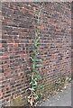 Prickly Lettuce against a car park wall