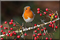 NT4936 : A winter robin by Walter Baxter