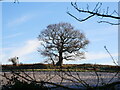 TG3227 : Lone Oak in Hedgerow by David Pashley
