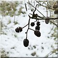 Frost in Gedling Country Park ? 13