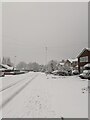 TF0820 : In falling snow by Bob Harvey