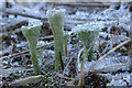 NJ2569 : Frosted Pixie Cups (Cladonia asahinae) by Anne Burgess