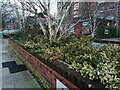 Flowerbed on Lyttelton Road, Hampstead Garden Suburb