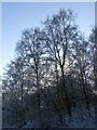 SK5940 : Birches in the snow, Colwick Woods Park by Alan Murray-Rust