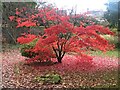 Acer tree in Autumn