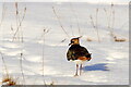 HP6113 : Lapwing (Vanellus vanellus), Burrafirth by Mike Pennington