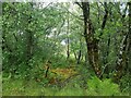 Dense mixed woodland above Loch na Dal