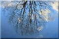 SO5924 : Tree, reflected by Jonathan Billinger