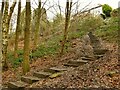 Steps in Belmont Wood (2)