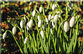 Snowdrops, Galanthus nivalis, 2