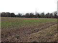 Field of stubble to the west of Haughton Lane