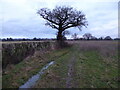 Field edge footpath near Ford village