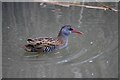 NZ3669 : Water Rail in Northumberland Park, North Shields by Les Hull
