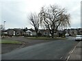 Trees on Cleveland Avenue, Wakefield