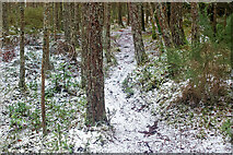 NH6455 : Path in Bellton Wood by Julian Paren