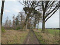 Path at the woodland edge