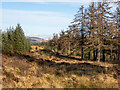 NR9093 : Forest ride in Kilmichael Forest by Patrick Mackie