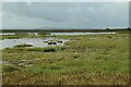 R3760 : Marshes, Shannon Estuary by N Chadwick