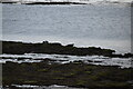 L8511 : Seal on the rocks by N Chadwick