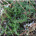 Common Polypody (Polypodium vulgare)