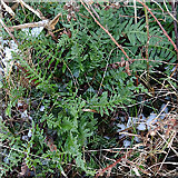 NJ2858 : Common Polypody (Polypodium vulgare) by Anne Burgess