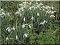 S3164 : Snowdrops by kevin higgins